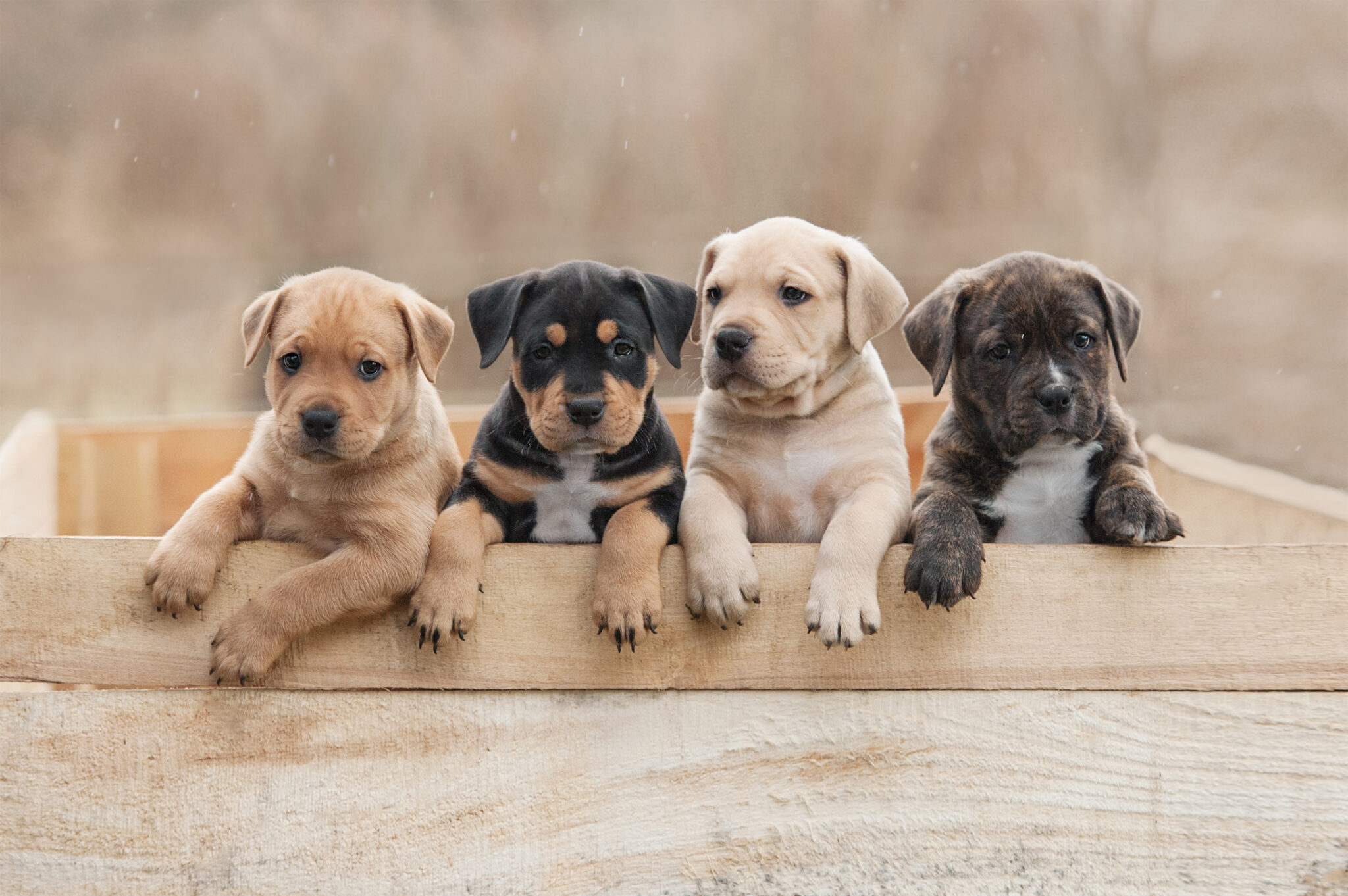 4 Puppies